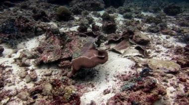 Maldivler muhteşem deniz dibinin sualtı.