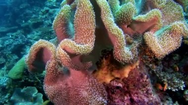 Mercan sualtı şaşırtıcı deniz dibinin Maldivler.