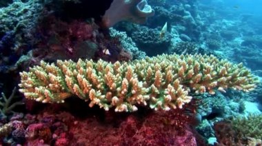 Mercan sualtı şaşırtıcı deniz dibinin Maldivler.