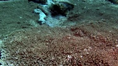 Sert mercan acropora sualtı şaşırtıcı deniz dibinin Maldivler.