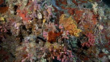 İnanılmaz çeşitlilik mercan sualtı Maldivler deniz yatağı üzerinde.