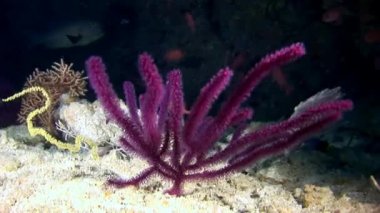 Maldivler muhteşem deniz dibinin.