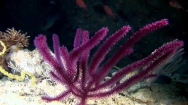 Maldivler muhteşem deniz dibinin.