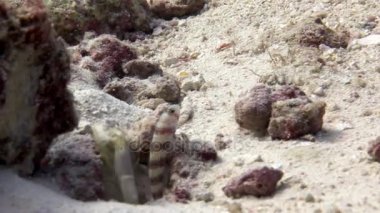 Kaya balığı balık Maldivler muhteşem deniz dibinin arka plan üzerinde kum su altında gizleme.