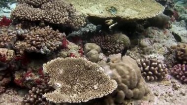 Sert mercan acropora sualtı şaşırtıcı deniz dibinin Maldivler.