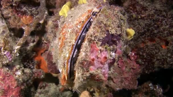 Huîtres coquillage conque poissons sous-marins sur fond de fonds marins aux Maldives . — Video