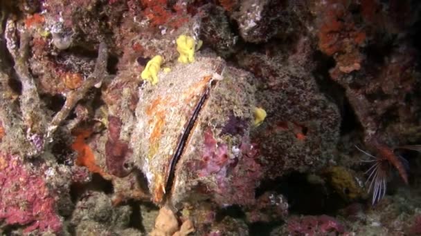 Ostras concha concha peixe subaquático no fundo do fundo do mar em Maldivas . — Vídeo de Stock