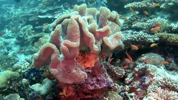 Coral underwater amazing seabed in Maldives. — Stock Video