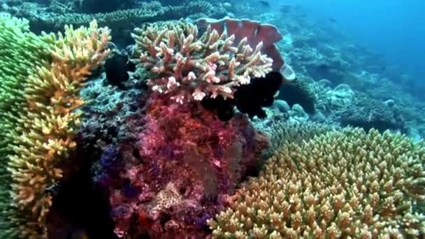 Korallrev under vattnet fantastiska havsbotten i Maldiverna. — Stockvideo