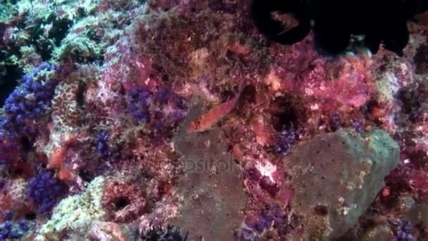 Poissons dans des coraux multicolores sous-marins étonnants fonds marins aux Maldives . — Video