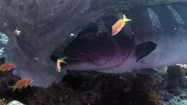 Gran dentadura de pescado peligroso en los corales submarinos increíble fondo marino en Maldivas . — Vídeos de Stock