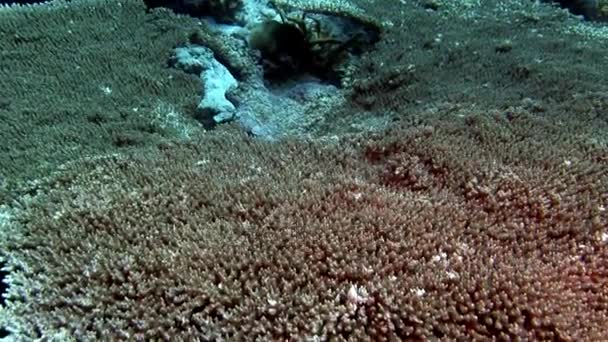 Acrópora coralina dura bajo el agua increíble fondo marino en Maldivas . — Vídeo de stock