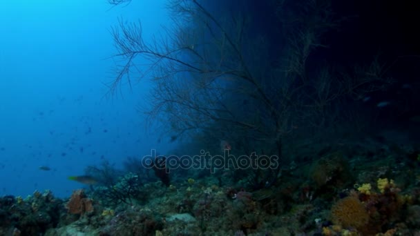 Escuela de peces bajo el agua sobre el fondo del fondo marino azul en Maldivas . — Vídeos de Stock
