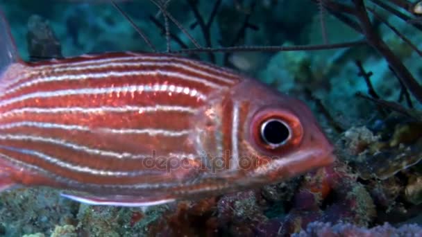 Červené pruhované ryby pod vodou na pozadí úžasné mořské dno v Maledivy. — Stock video
