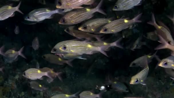 School of striped fish underwater on background of amazing seabed in Maldives. — Stock Video