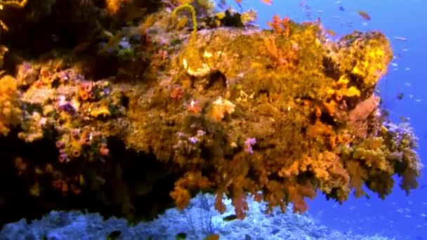Škola zářivě oranžové ryb pod vodou na pozadí korálů v Maledivy. — Stock video