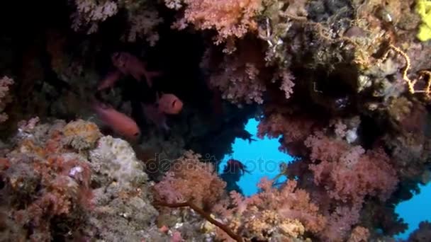 Escola de garoupa de peixe poleiro subaquático no fundo de coral em Maldivas . — Vídeo de Stock