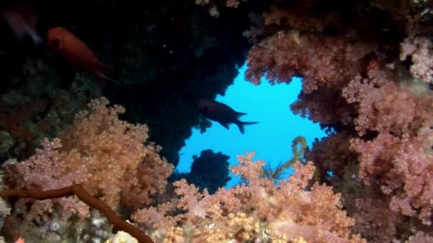 École de perche poisson mérou sous-marin sur fond de corail aux Maldives . — Video