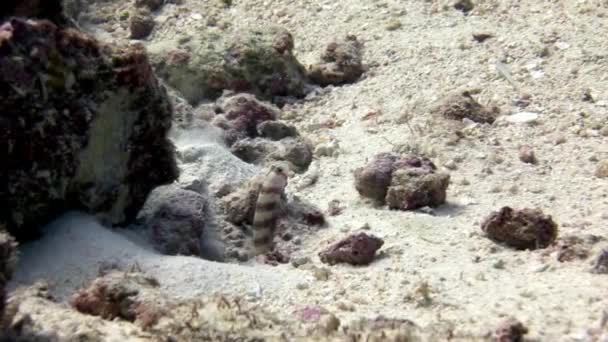 Grundelfische verstecken sich im Sand unter Wasser vor dem Hintergrund des erstaunlichen Meeresbodens auf den Malediven. — Stockvideo