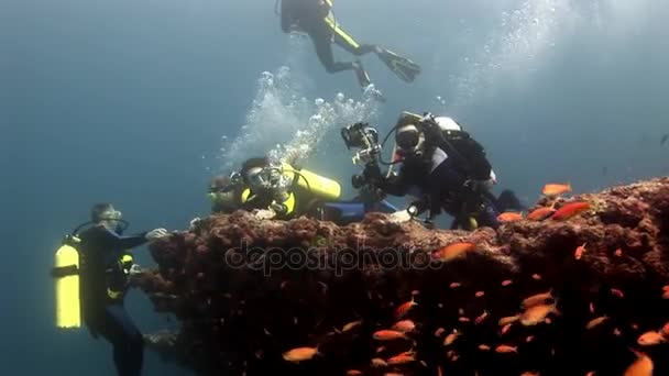 深い水中スイミング スキューバ ダイビング. — ストック動画