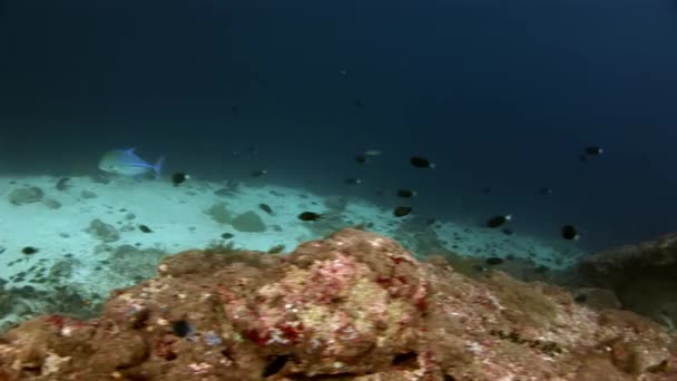 Escola de peixes e atum subaquático no fundo do incrível fundo do mar em Maldivas . — Vídeo de Stock