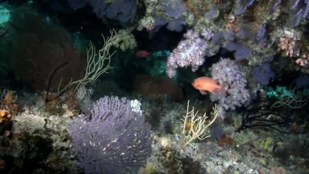 Onderwater vissen op achtergrond van verbazingwekkende koraal zeebodem in Maldiven. — Stockvideo
