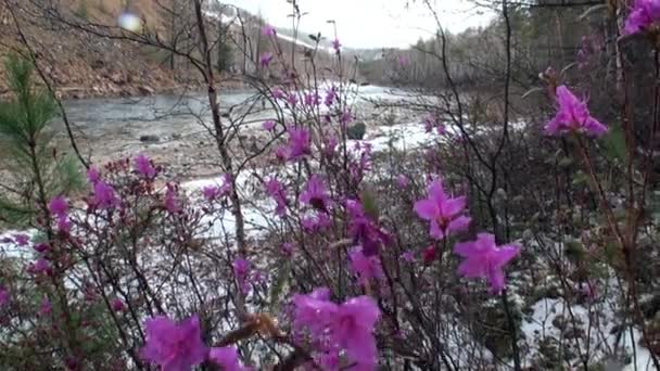 Flores y plantas en la orilla del río en la montaña Siberia Rusia. — Vídeo de stock