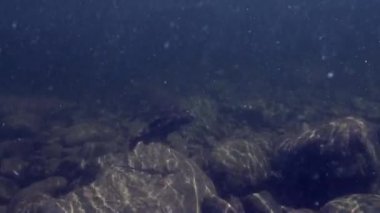 Grayling sualtı dağ nehir Temnik Balıkçılık Balık..
