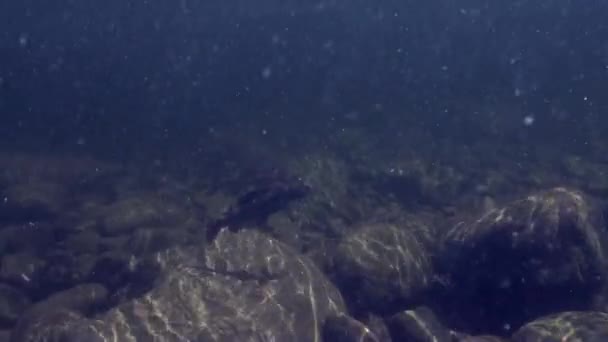 Harr fiskar under vattnet på fiske i Mountain river Temnik. — Stockvideo