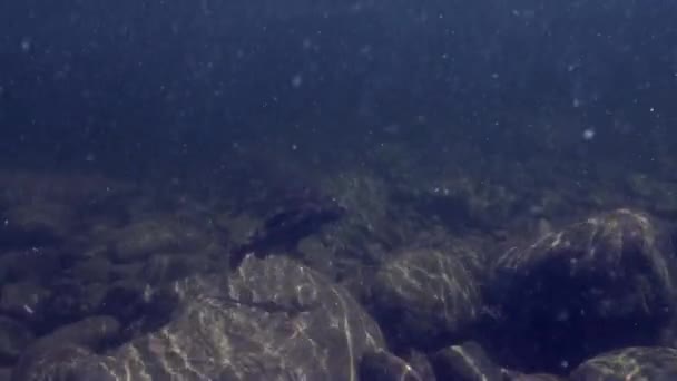 Grayling pescado bajo el agua en la pesca en el río de montaña Temnik . — Vídeos de Stock