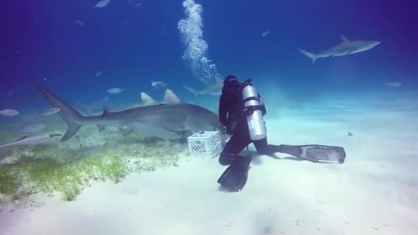 Bull Shark με δύτες υποβρύχια στην άμμο της παραλία Tiger Μπαχάμες. — Αρχείο Βίντεο