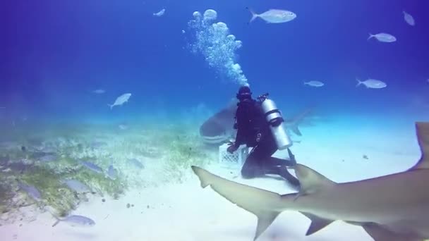 Buceo de tiburones en Bahamas . — Vídeo de stock