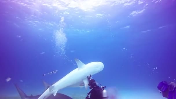 Haaien spelen met duikers onderwater op zand van Tiger strand Bahama 's. — Stockvideo