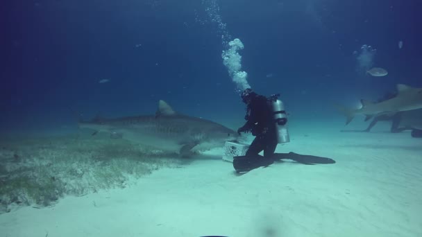 Duiken met haaien, onderwater op zanderige bodem van Tiger strand Bahama 's. — Stockvideo