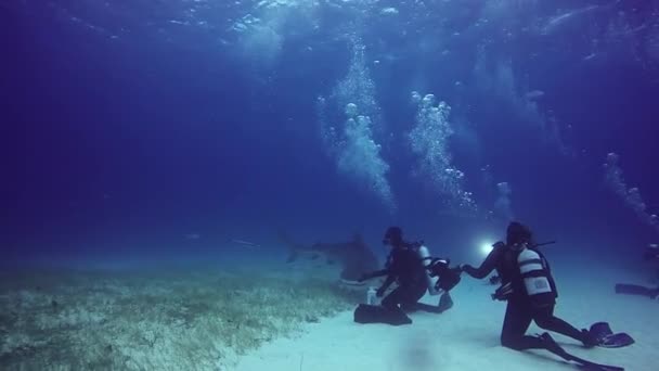 Buzo domina tiburón toro bajo el agua en el fondo arenoso de Bahamas . — Vídeo de stock