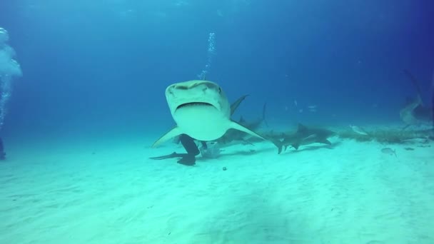 Stor Bull Shark mun nära dykare under vattnet. — Stockvideo