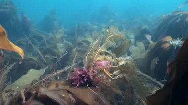 Barents Denizi Rusya'nın güneş ışığının yansıması sualtı deniz yosunu.