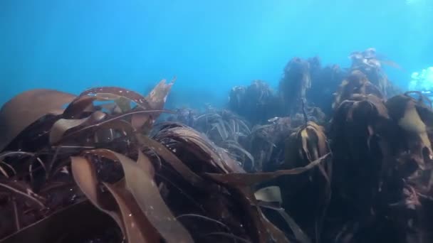 Dver jest pływanie w pobliżu olbrzymie wodorostów kelp pod wodą Morza Barentsa Rosji. — Wideo stockowe