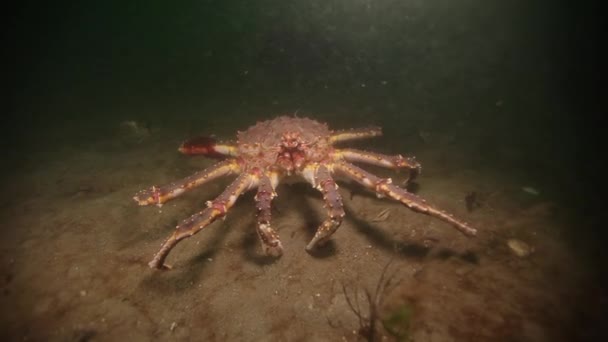 Obrovský královský krab pod vodou na dno Barentsova moře v Rusku. — Stock video