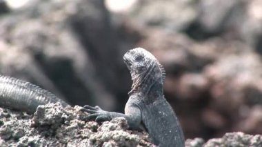 Guana kayalık sahil, Galapagos Adaları üzerinde.