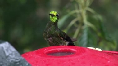 Kivi kuş nektar sayfasından Galapagos Adaları üzerinde özel kırmızı besleyici içecekler.