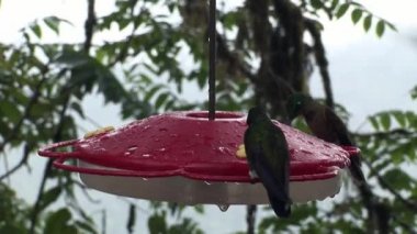 Kivi kuş nektar sayfasından Galapagos Adaları üzerinde özel kırmızı besleyici içecekler.