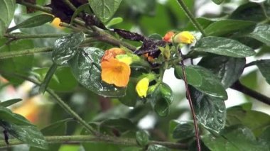 Bitkiler doğa park orman Galapagos Adaları.