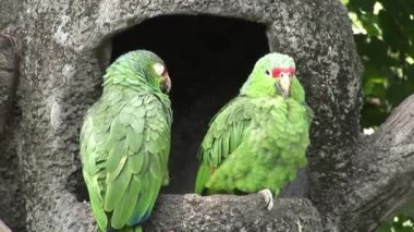 Yeşil papağan Loras kuşlar su Galapagos Adaları.