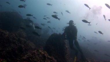 Scuba divers sualtı Galapagos okul balık arka plan üzerinde.