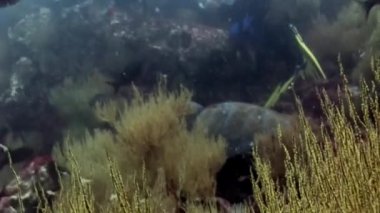 Deniz kaplumbağası ve dalgıçlar üzerinde temiz su sualtı Galapagos temizleyin.