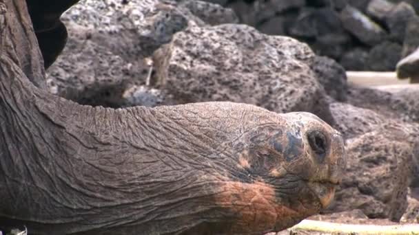 Lonely George is world famous tortoise turtle 400 years old in Galapagos. — Stock Video