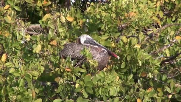 Pássaro pelicano nas Ilhas Galápagos. — Vídeo de Stock