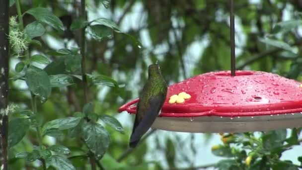 Kiwi bird drinks nectar from special red feeder on Galapagos Islands. — Stock Video