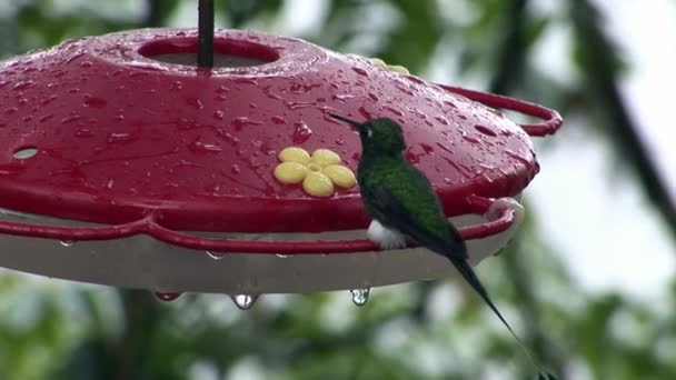 Oiseau kiwi sur les îles Galapagos .